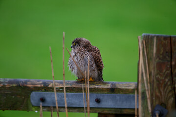 Rain-Soaked Guardian &ndash; Kestrel in Waiting