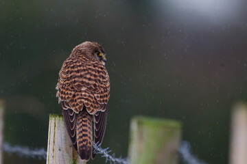 &ldquo;Rain on the Watch &ndash; Kestrel in Silence&rdquo;