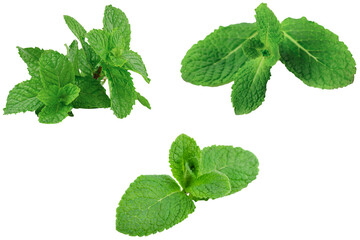 Mint leaf isolated. Mint on white background. Set of mint leaves with clipping path © MDMEHEDIHASAN