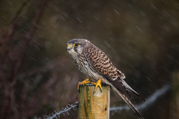 Storm Sentinel &ndash; Kestrel Defying the Rain