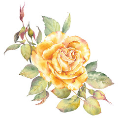 Watercolor illustration of a yellow rose flower. Hand-painted botanical clip art. Perfect for wedding invitations, branding, packaging, cards, scrapbooking, and other creative design projects.