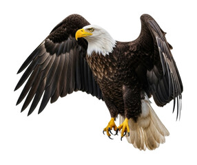 Obraz premium Bald eagle in flight natural habitat wildlife majestic view isolated on transparent background