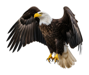 Bald eagle in flight natural habitat wildlife majestic view isolated on transparent background