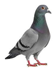 Naklejka premium Pigeon perched on ground urban environment wildlife isolated on transparent background