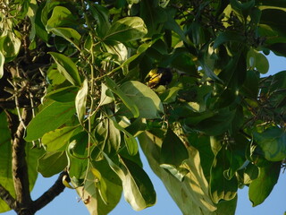 kemladeyan parasit tree