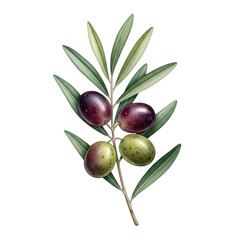 Watercolor Olive branch with green and purple olives isolated on a transparent background