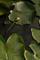 Water lily buds emerging in calm pond, soft natural light detail. Concept nature harmony