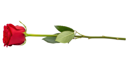 One beautiful red rose with green stem and leaves, cut out, stock png, isolated on transparent background