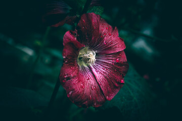 A close up of a red Hollyhock flower in bloom with raindrops
