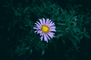 A close up of a purple Michaelmas Daisy flower with rain drops and green leaves in the background