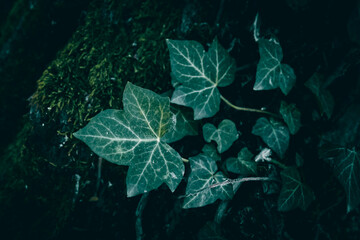 A close up of Ivy leaves and moss on an old tree bark