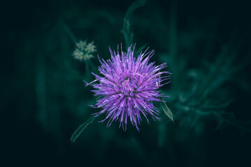 A close up of a purple and pink Thistle flower