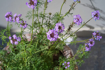 Verbena peruviana, or Glandularia. Small lilac flowers of violet vervain are gathered in an inflorescence on long stems with thin green leaves, growing in a clay pot. Close-up. Blurred background.