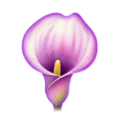 Watercolor Purple Calla Lily Flower isolated on a transparent background