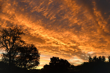 Magnificent sunrise over the forest