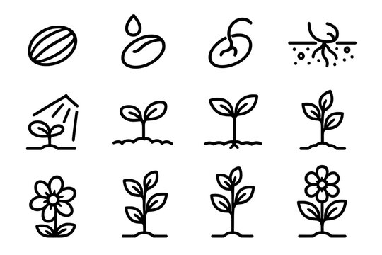 Plant Growth Icons. Botanical Development Stages linear set: dry seed, hydrated seed, germination split, root sprout, cotyledon stage, light beam, nutrient-rich soil, stem rise,