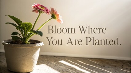 Gerbera Daisy in a Pot with Inspiring 'Bloom' Quote