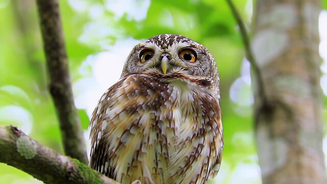 Tiny pygmy owl with detailed brown, cream plumage perched on a mossy branch, golden eyes intently scanning. Blurred green forest bokeh. Concept of vigilant wildlife observation