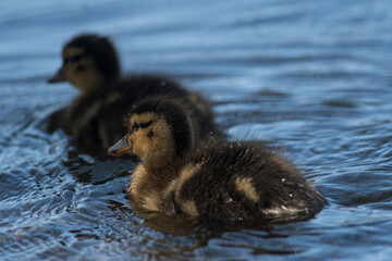 Mallard ducklings swimming away on a small lake