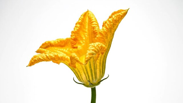 Close-up of a bright yellow zucchini flower, isolated on a white background, studio shot