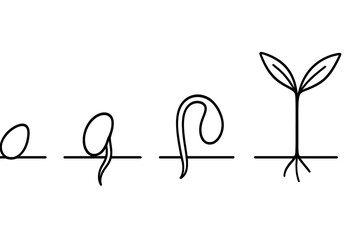 Growth stages of a plant from seed to seedling in a simple line drawing format