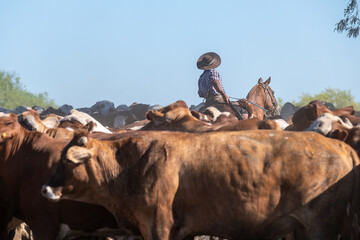 A gaucho rider wearing a traditional hat is seen from behind, sitting high on his horse as he surveys a dense, crowded herd of brown and white cattle