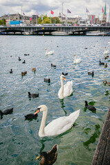 Swans and Ducks Swimming in the Limmat River in Zurich, Switzerland