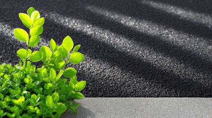 Green foliage with vibrant leaves growing against a textured black asphalt surface, showcasing the contrast between nature and urban environment, symbolizing resilience and growth