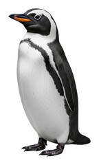 Fototapeta premium Penguin standing in animal figurine isolated on transparent background