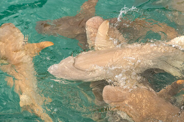 Nurse sharks in Keyodhoo harbor in the Maldives
