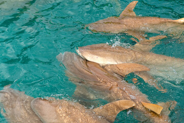 Nurse sharks in Keyodhoo harbor in the Maldives