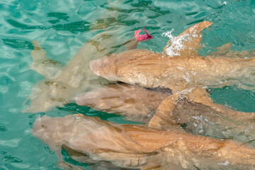 Nurse sharks in Keyodhoo harbor in the Maldives