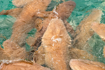 Nurse sharks in Keyodhoo harbor in the Maldives