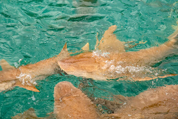 Nurse sharks in Keyodhoo harbor in the Maldives