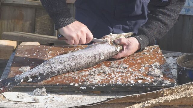 Fish Cleaning Process with Knife on Wooden Table. Man cleaning a fish using a knife on an wooden table. Scales and fish parts are visible, indicating preparation process for cooking or preservation