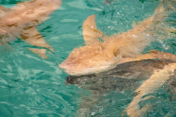 Nurse sharks in Keyodhoo harbor in the Maldives