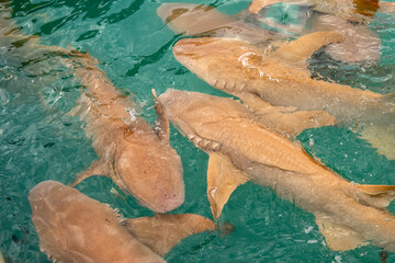 Nurse sharks in Keyodhoo harbor in the Maldives