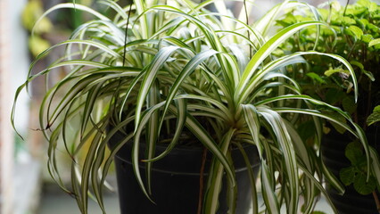 A close-up shot of a Spider Plant (Chlorophytum comosum) with its characteristic long, narrow green and white striped leaves growing in a black plastic pot. © anungcamui