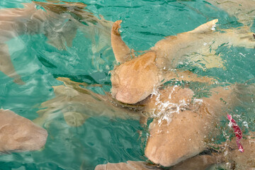 Nurse sharks in Keyodhoo harbor in the Maldives