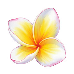 Watercolor Yellow and White Plumeria Flower isolated on a transparent background
