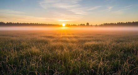 Fototapeta premium Golden Sunrise over Tranquil Misty Meadow and Forest Landscape