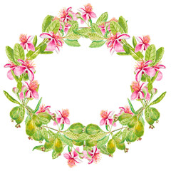 Feijoa. Square template wreath for invitation, greeting card, label, banner with place for text with feijoa leaves, buds, fruits and pink flowers. Watercolor hand drawn illustration with copy space