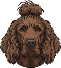 Irish Water Spaniel dog face closeup portrait with topknot
