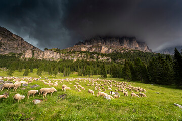 Transhumance in the Dolomites