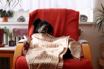Cute black dog rest on the armchair