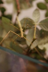 large insect crawling on the wall of the insectarium