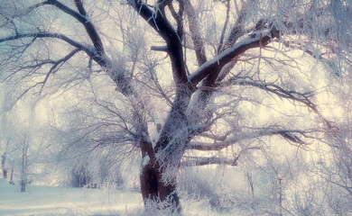 Naklejka premium Winter landscape with picturesque spreading winter tree in sunset. Winter wonderland tree in cold weather in the forest