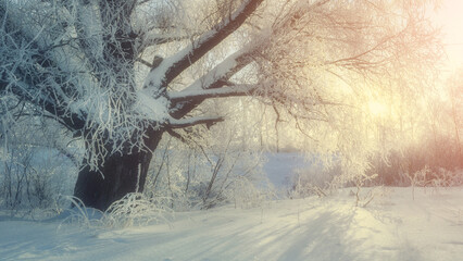 Winter landscape with spreading frosty winter tree in the sunlight. Winter wonderland picturesque...