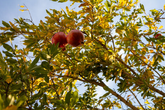 pomegranate fruits on the tree