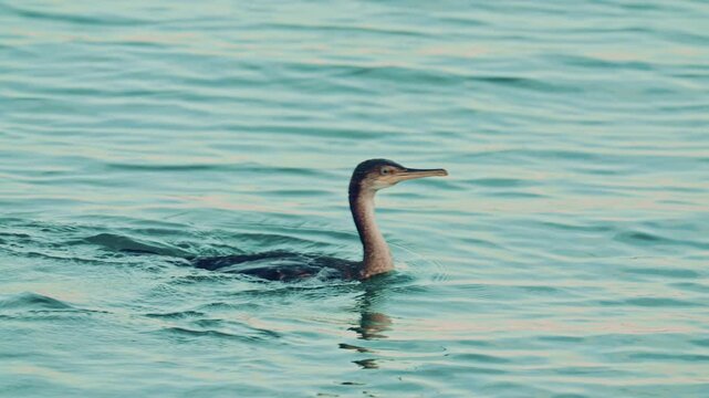A lone cormorant glides through calm ocean water, its body partially submerged